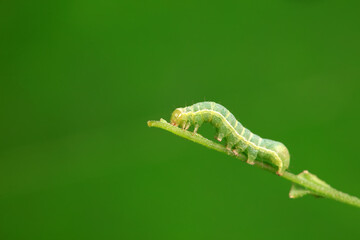 Lepidoptera larvae in the wild, North China