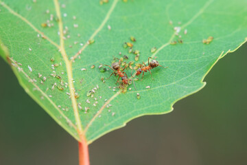 Ants in the wild, North China