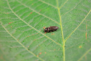 Leaf beetle on wild plants, North China