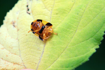Hispidae family insect crawl on plants, North China