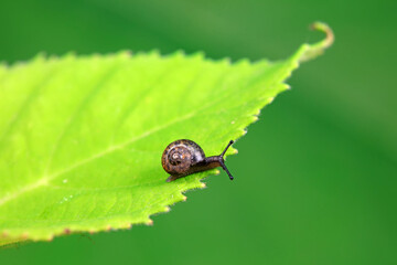 Snails on wild plants, North China