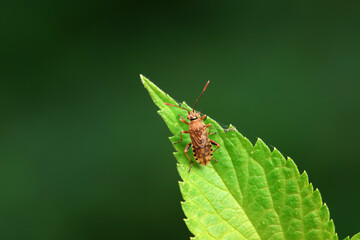 Hemiptera bugs in the wild, North China