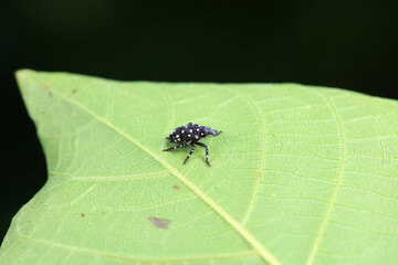 Hemiptera wax Cicadellidae insects on wild plants, North China