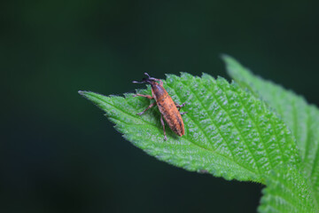 Weevil on wild plants, North China
