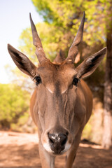 Naklejka na ściany i meble El antílope eland común, eland común o alce de El Cabo es una especie de mamífero artiodáctilo 