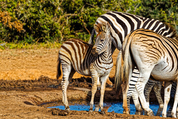 Alert Zebra foal at waterhole