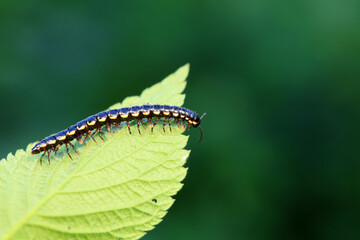 class diplopoda animal in the wild, North China