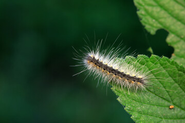 Lepidoptera larvae in the wild, North China