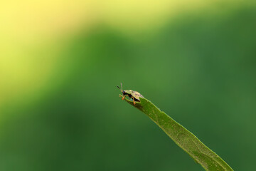 Hispidae family insect crawl on plants, North China