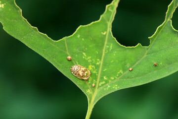 Hispidae family insect crawl on plants, North China