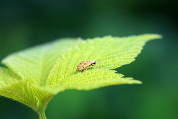 Hispidae family insect crawl on plants, North China