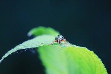 Leaf beetle on wild plants, North China