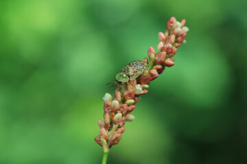 Hispidae family insect crawl on plants, North China