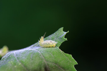 Hispidae family insect crawl on plants, North China