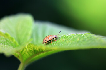 Hispidae family insect crawl on plants, North China
