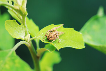 Spiders in the wild, North China