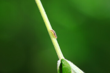 Flies on wild plants, North China