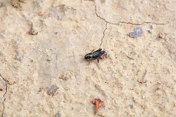pygmy sand cricket in the wild, North China