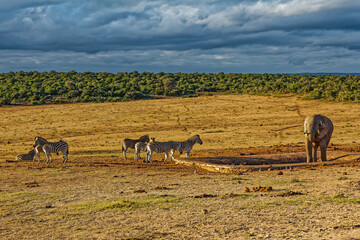Small herd of Zebra and elephant at waterhole