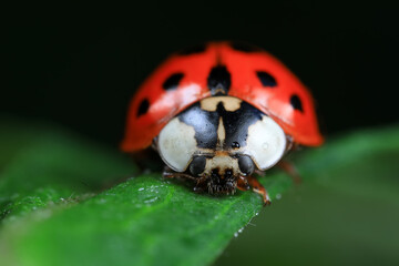Ladybugs on wild plants, North China
