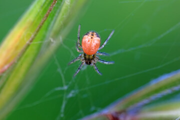 Spiders in the wild, North China