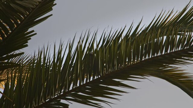 Green parrot sits on a palm tree and flies away