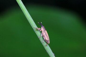 Weevil on wild plants, North China