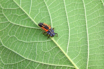 Ladybugs on wild plants, North China