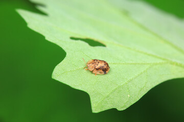 Hispidae family insect crawl on plants, North China
