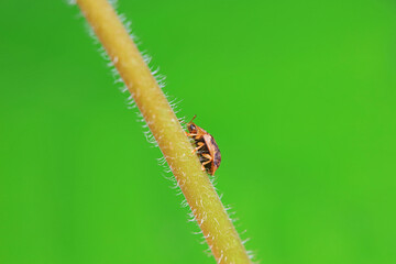 Hispidae family insect crawl on plants, North China