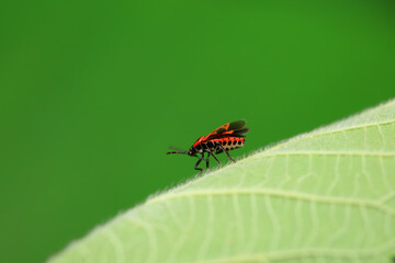 Hemiptera bugs in the wild, North China