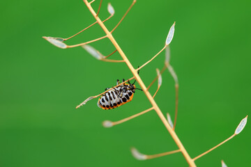 Hemiptera bugs in the wild, North China