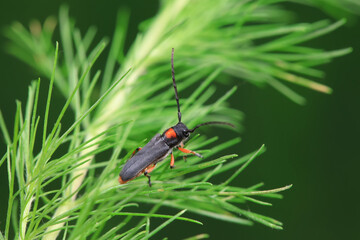 Longicorn on wild plants, North China