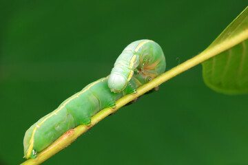 Lepidoptera larvae in the wild, North China