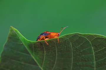 Hispidae family insect crawl on plants, North China