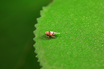 Hemiptera wax Cicadellidae insects on wild plants, North China