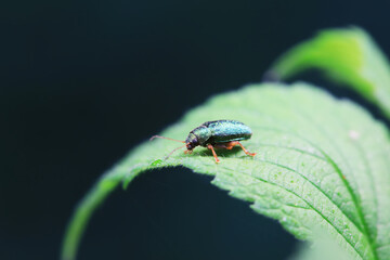Leaf beetle on wild plants, North China
