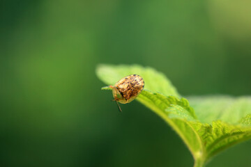 Hispidae family insect crawl on plants, North China