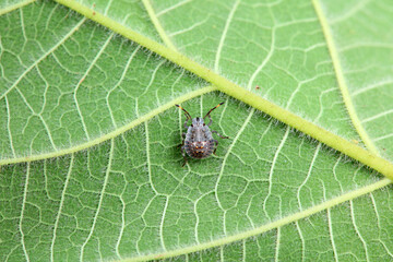 Hemiptera bugs in the wild, North China
