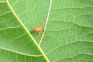 Spiders in the wild, North China