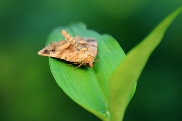 Lepidoptera insects in the wild, North China