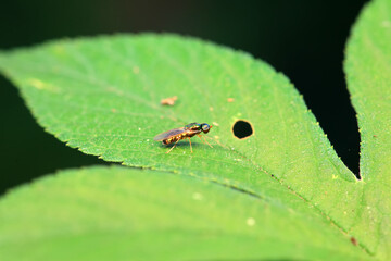 Gadfly on wild plants, North China