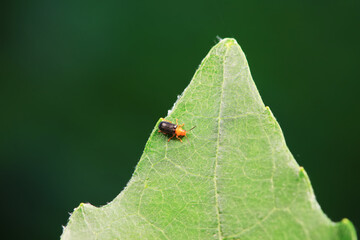 Leaf beetle on wild plants, North China