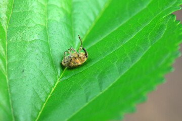 Weevil on wild plants, North China
