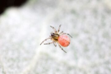Spiders in the wild, North China