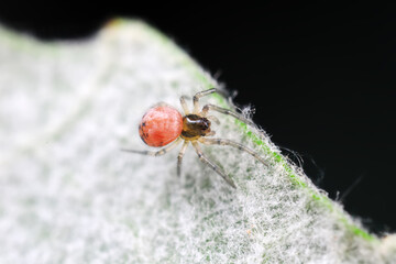 Spiders in the wild, North China