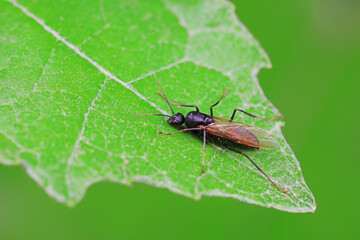 Ants in the wild, North China
