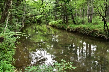 Fototapeta na wymiar wetland of Nikko, Tochigi, Japan