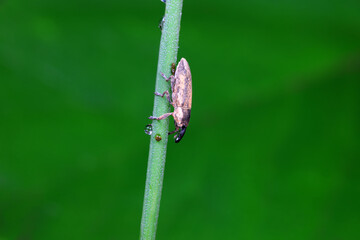 Weevil on wild plants, North China