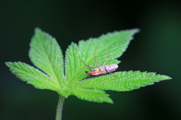 Weevil on wild plants, North China